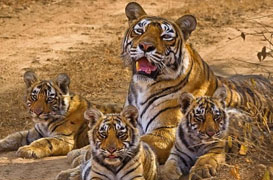 Resorts Near Delhi
